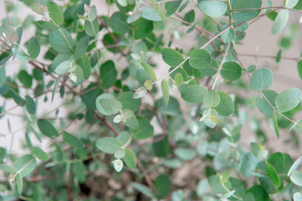 Close up photo of fresh eucalyptus leaves of gunnii bush stock photo