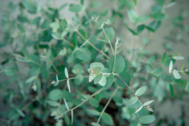 Close-up foto de folhas frescas de eucalipto de gunnii bush - foto de acervo