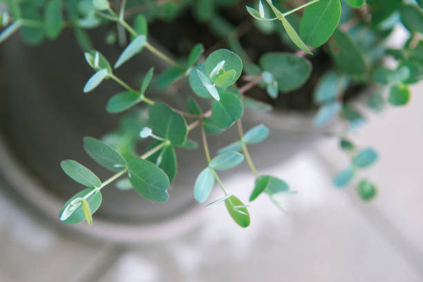 Close up photo of fresh eucalyptus leaves of gunnii bush stock photo