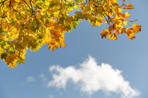 Autumnal background with beautifully colored maple leaves against the clear bue sky with one white cloud on a sunny autumn day in October in Germany