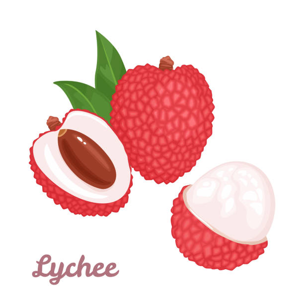 illustrations, cliparts, dessins animés et icônes de ensemble de fruits litchi. fruits tropicaux entiers, moitié, feuilles pelées et vertes isolés sur fond blanc. illustration vectorielle dans le modèle plat de dessin animé. - vegetarian food freshness raw pink