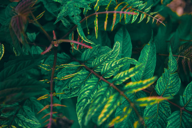 istock Colorful leaves background 1251735767