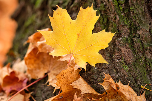 Beautiful autumnal scenery with a closeup of a bright yellow maple leaf lying on the bark at the foot of a tree together with other autumn leaves. Seen in October in Germany, Bavaria