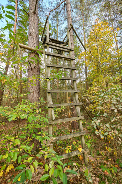 istock Weathered high seat of a hunter in autumn forest 1251737614