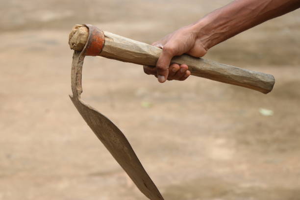 Garden hoe with short wooden handle which is essential garden tool held in hand