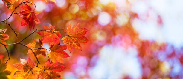 istock Autumn Season Background 1251738957
