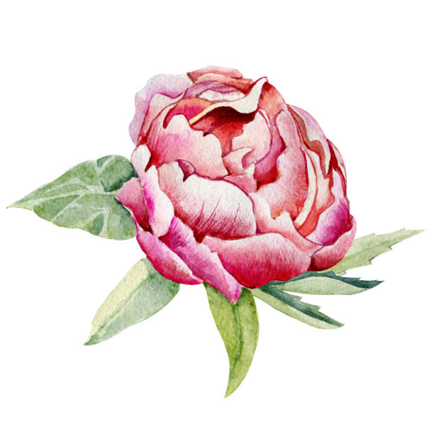 istock Peony flower, pink bud. Hand watercolor illustration isolated on white background. Design for wedding printed matter, invitation, congratulations, clipart, postcard, birthday 1251740360