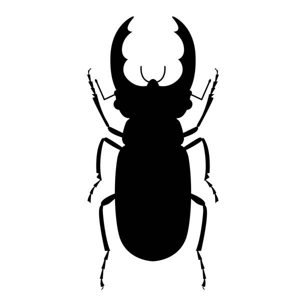 ilustraciones, imágenes clip art, dibujos animados e iconos de stock de silueta de un escarabajo ciervo sobre un fondo blanco. ilustración vectorial. - silhouette stag beetle beetle insect