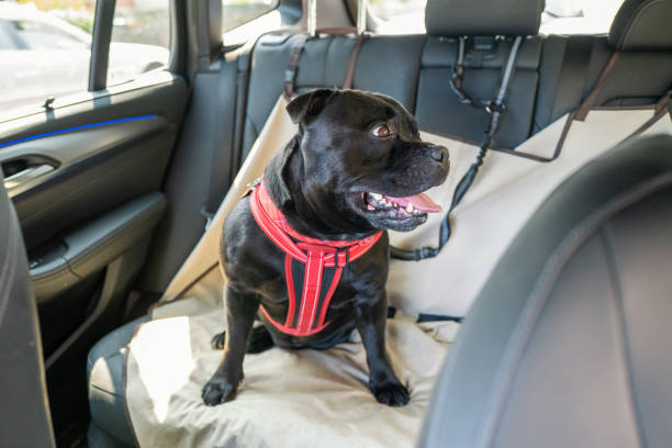 Staffordshire Bull Terrier dog on the back seat of a car with a clip and strap attached to his harness. He is sitting on a car seat cover. Staffordshire Bull Terrier dog on the back seat of a car with a clip and strap attached to his harness. He is sitting on a car seat cover. animal harness stock pictures, royalty-free photos & images