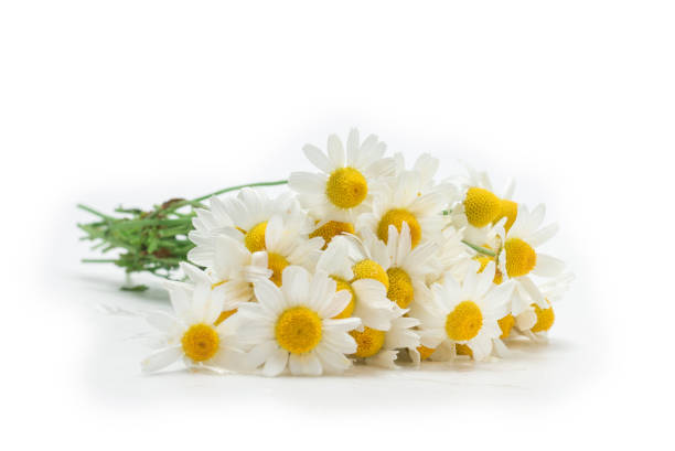 istock Bouquet of daisies isolated on white. 1251742161