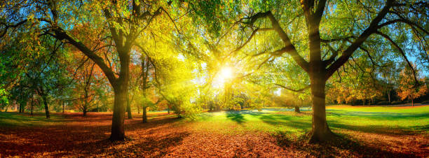 istock Colorful scenic park in autumn 1251743150