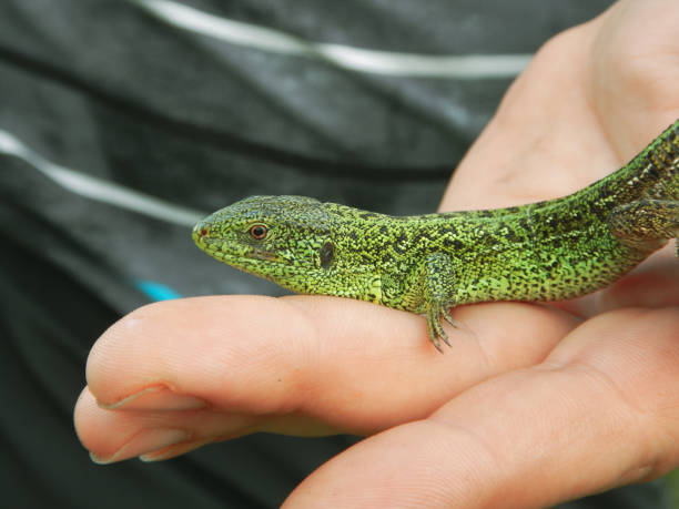 istock Reptile on human`s hand. 1251743223