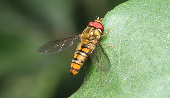 Marmalade Hoverfly(Episyrphus balteatus) in forest