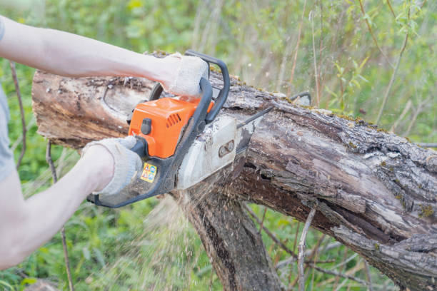 istock farmer sawing a tree felled by a hurricane chainsaw 1251744080