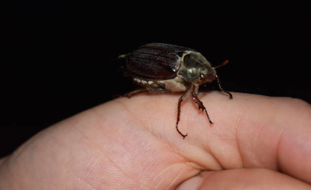 istock a beetle stands on the finger 1251746374
