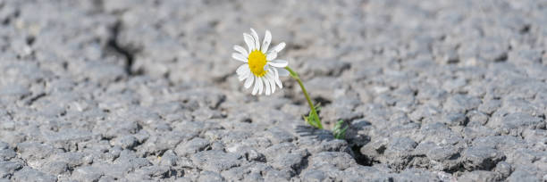 istock beautiful daisy grows through a crack in the asphalt 1251749243