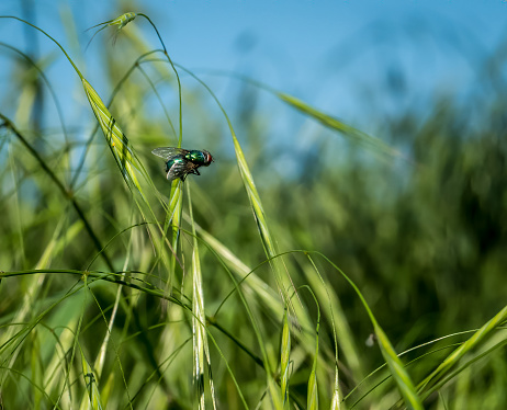 Common green bottle fly (Lucilia sericata) standing on a blade of fresh grass with blurred sky in the background