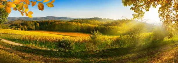 Panoramic rural landscape in autumn with vineyards, hills, vibrant blue sky and rays of sunlight, framed by gold foliage
