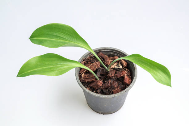istock Close up Eucrosia bicolor plant in black pot isolate on white background.(Queen lily, Phaedranassa) 1251754769