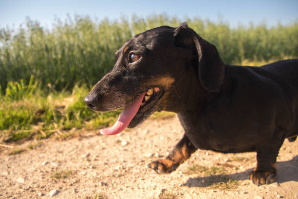 A Miniature Dachshund dog walking through the beautiful countryside of Lincolnshire, United Kingdom.