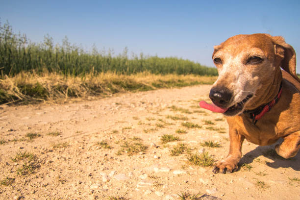 istock Lincolnshire Countryside Walk 1251761428
