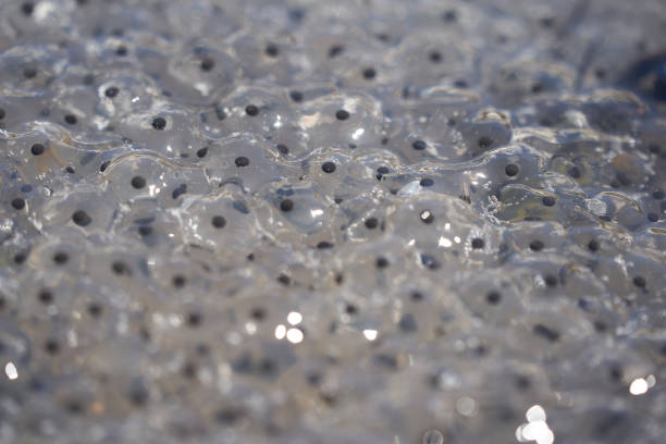 frog toad spawn texture macro bright mountain light - lily pond photos et images de collection