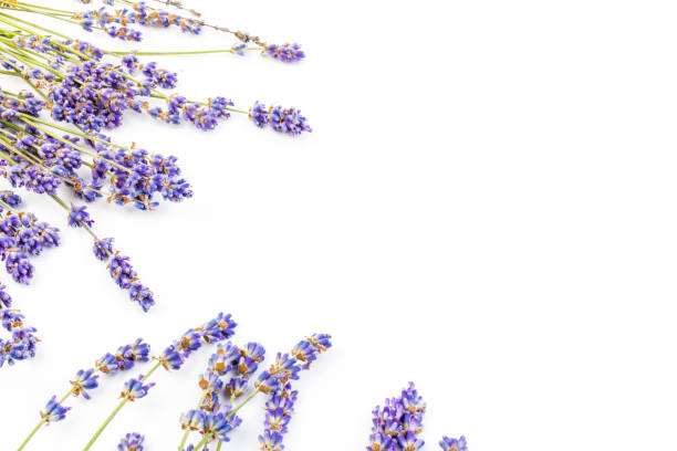 istock Lavender flowers isolated on white background. Close up. Space for text 1251768396