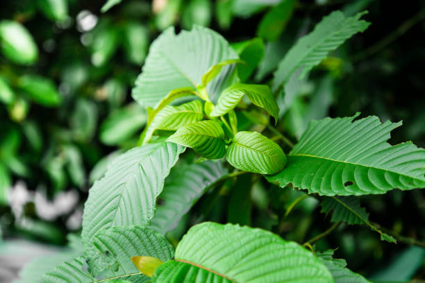 Mitragyna speciosa korth (kratom) grows in the south of Thailand.,Thailand,herb. a drug from plant to a category 5 in thailand. stock photo