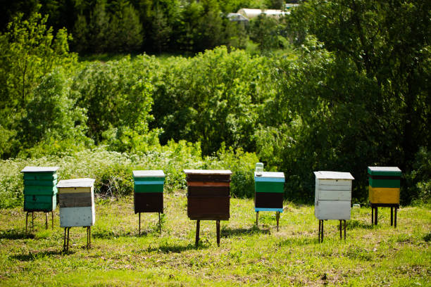 Several old hives painted in different colors standing in a row