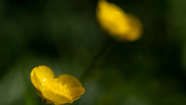 istock Meadow buttercup yellow flowers zoomed 1251772145
