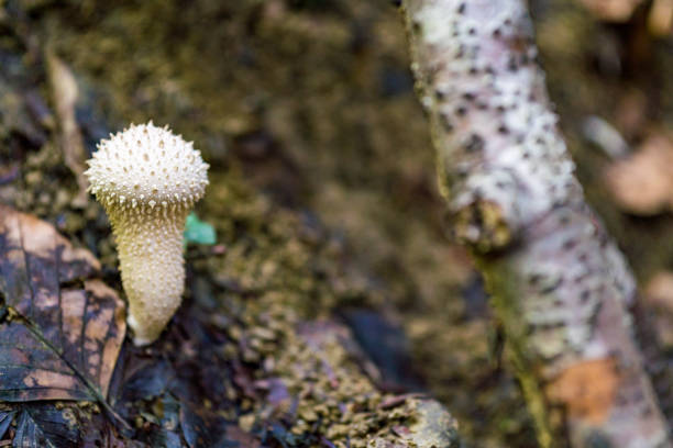 istock magical mushrooms in the fall 1251773368