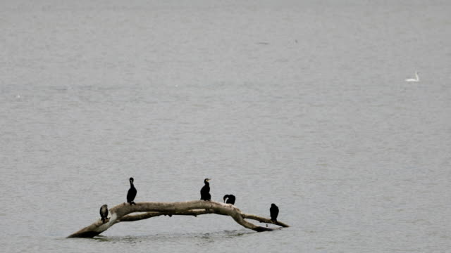 Couple of cormorant birds standing on a trunk with swans in the background