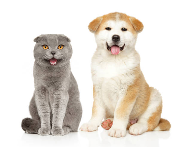 istock Scottish fold cat and Akita puppy 1251779660