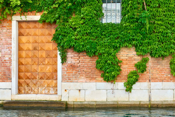 Door of old house by canal in Venice and wall with climbing ivy