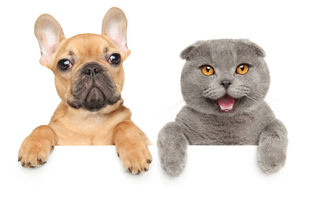istock Scottish fold kitten and French bulldog 1251782015