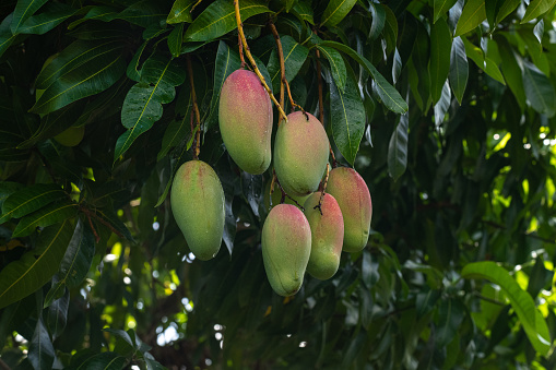 Six Mangos hanging in a  tree