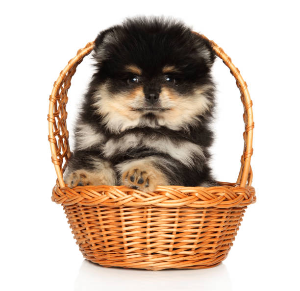 istock Spitz puppy in wicker basket on white background 1251791073