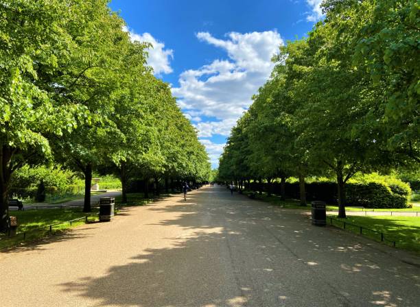 Regent’s Park, London Tree-lined road in Regent’s Park, London regents canal stock pictures, royalty-free photos & images