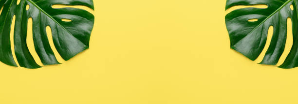 istock Tropical leaf Monstera on yellow background. Top view. Flat lay. Horizontal banner 1251794488
