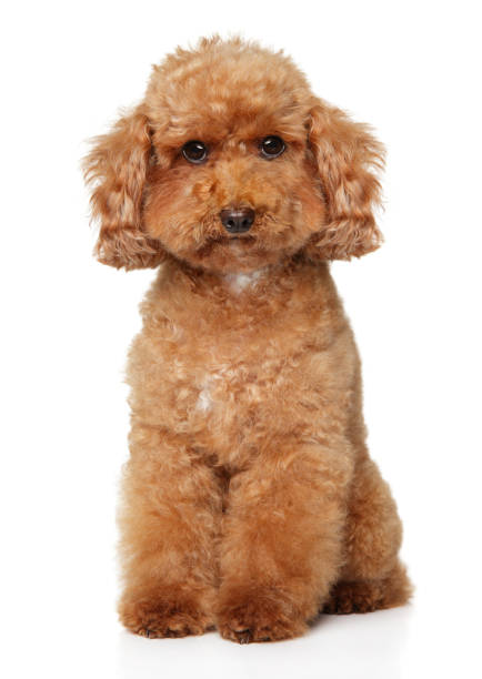 istock Poodle puppy sits on white background 1251795275