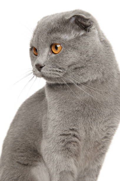 istock Close-up portrait of a Scottish fold cat 1251795304