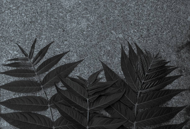 istock Green palm leaves with shadows on a white brick wall background. Creative minimalism trendy backdrop advertising design. 1251795651
