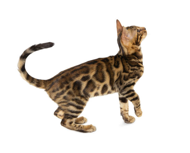 istock Cute 5 month old Bengal kitten with large rosettes isolated on white background. 1251795696