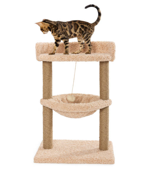 istock Bengal kitten on scratching play complex for cats with two poles 1251795704
