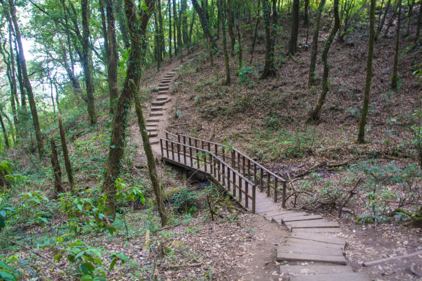 istock Sylvan way in the jungle 1251795887