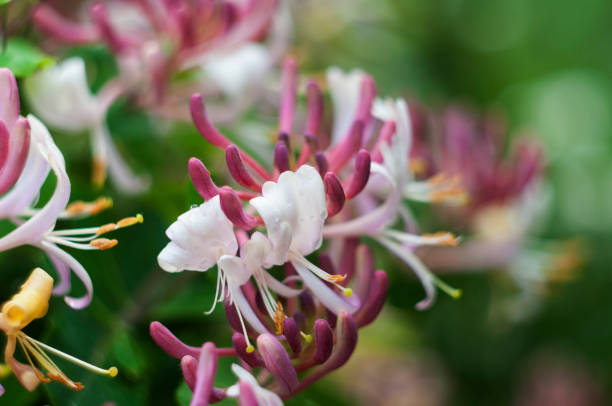istock flovers of Italian honeysuckle with dew drops, macro 1251796442