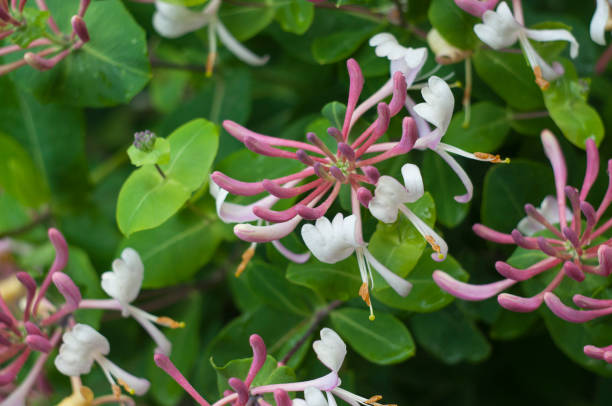 istock blooming vine, Italian honeysuckle in garden 1251796443