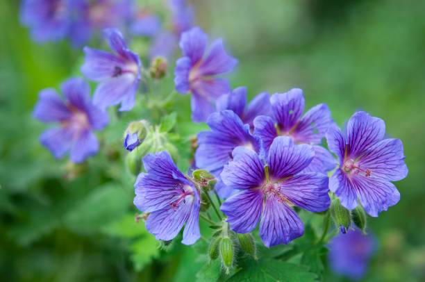 istock geranium, purple flowers close up 1251796464