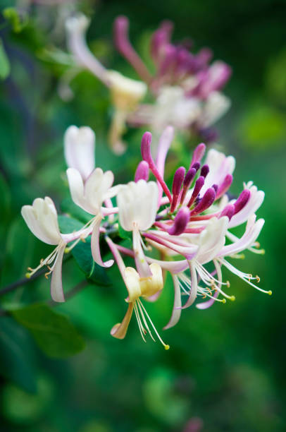 colorful flowers of italian honeysuckle, macro - honeysuckle pink imagens e fotografias de stock