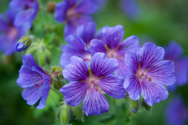 istock geranium, purple flowers close up, soft focus 1251796936